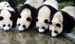 西安大熊猫爆料最新消息,揭秘萌宝们的日常趣事